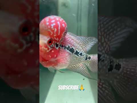 Super Red Dragon Flowerhorn❤️ 