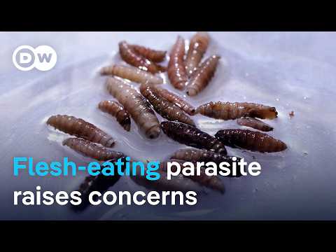 Screwworm outbreak near Texas-Mexico border threatens cattle | DW News