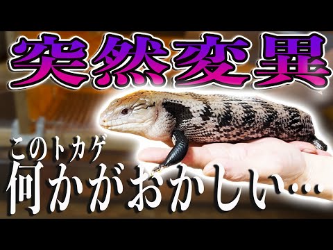 日本最大の爬虫類ショップの社長の家に潜入したらとんでもないトカゲの姿に驚愕……