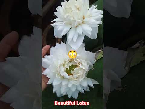 Lotus opportunities don't #happen you #create them💯📈