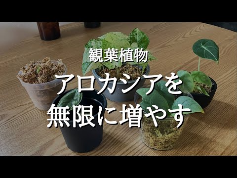 アロカシアを無限に増やす方法