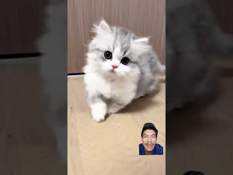 kucing oren gemoy#cat #kucinglucu #kucinglucu