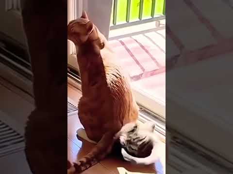 kucing meong lucu bermain#kucinglucu #cat #funny