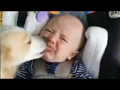 Cute Babies playing with DOGS