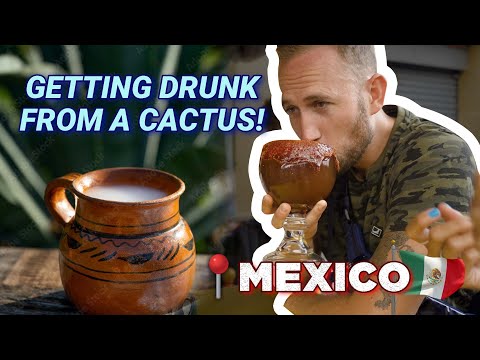 Searching for Mexico's Ancient Cactus Drink that Gets You Drunk
