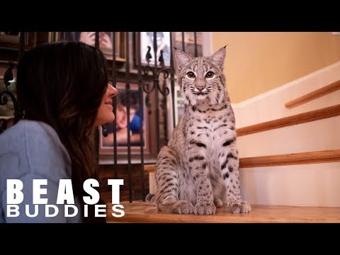 We Share Our Home With Two Bobcats | BEAST BUDDIES - UC9LxuffQCm_Z4KBCoXZvSHA