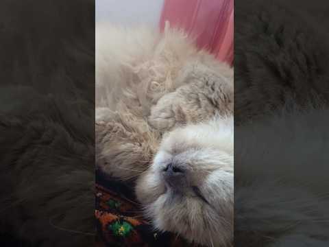 kubuy tidur ongkeh ungger😱😭 #cat #kucingtidurlucu #shorts