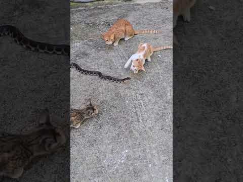 snek cat faitin a aprein to contresil to gousel vilionses amezefor dresiganin dopiae. centres it fow