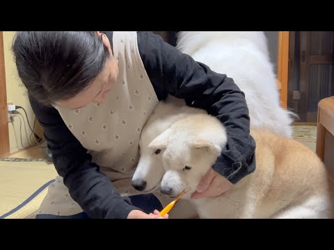 犬の動画サムネイル - お姉ちゃん柴犬がやっている事が羨ましく見えてしまい、つい暴走してしまうサモエド