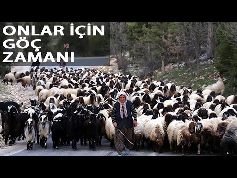 Sarıkeçili Yörüklerin 40 Gün Sürecek Göçü Başladı