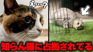 動画サムネイル