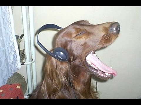 Funny Dogs Howling To Music Compilation || NEW - UCCLFxVP-PFDk7yZj208aAgg