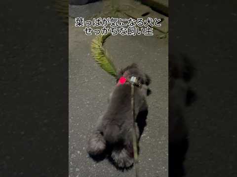 【犬の日常】葉っぱが気になる犬とせっかちな飼い主 #トイプードル #犬 #かわいい #癒し #見て #犬のいる生活 #多頭飼育