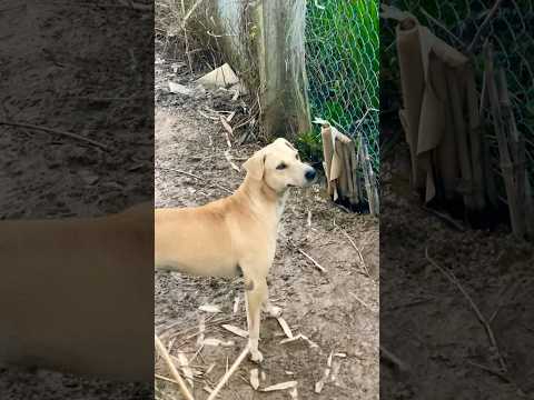 #puppy #doglover #cute #animals #funny #doglove #dog #barking #love #shortvideo #top #pets #cat