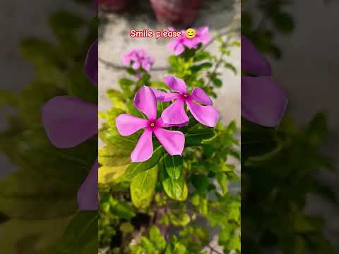 🪴 इन flowers को देखकर face पर smile  आ ही जाती है💐😊👍 ||#garden #flowers #motivation #love #shorts