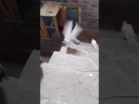 #poetry #Urdu poetry #shayari #ghazal #Urquhart #pigeon #bird #kabutar 🦅✔️‼️🕊️🕊️🕊️🦅🦅🕊️🕊️🕊️‼️