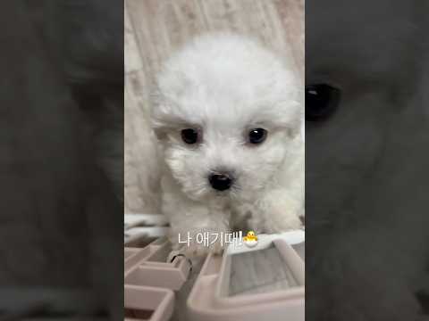 한결같이 귀여운 복길 #강아지영상 #dogshorts #애견영상 #pets #bichon #나애기때 #그리고지금 #똑같이귀여워❣️
