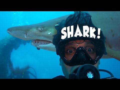 Tokyo Under the Sea Story w/ Dolphins & Sharks ? ONLY in JAPAN