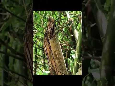 new trending reel Instagram per #bhojpuri #love #song #https #hindisong #shorts #shortvideo #short