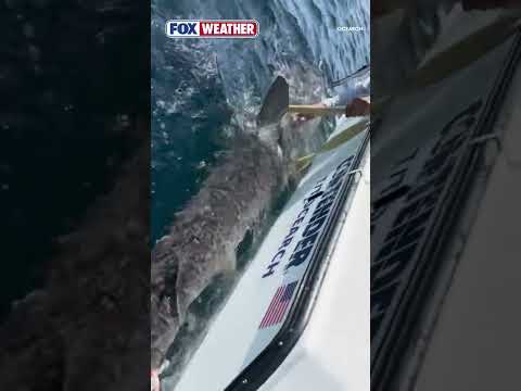 OCEARCH’s First-ever Tagged Dusky Shark, Mira, Pings Off Florida Gulf Coast