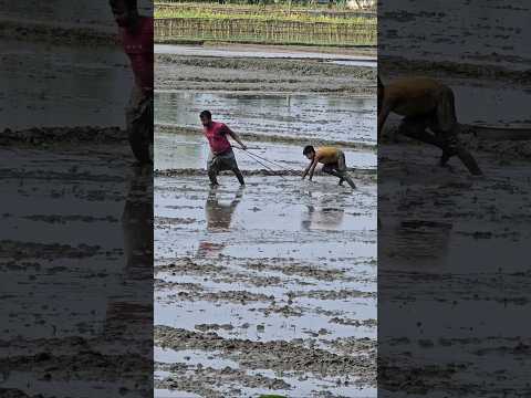 A Powerful Video of a Farmer and His Son #shorts #respect
