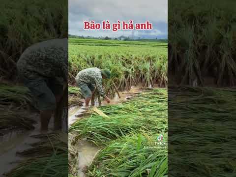 🌊Bão Cũng Như Bồ Nhí.xu hướng tiktok#thinhhanh