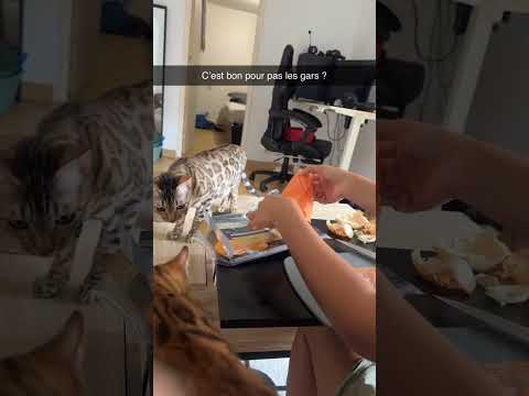 C’est bon de donner du saumon ?