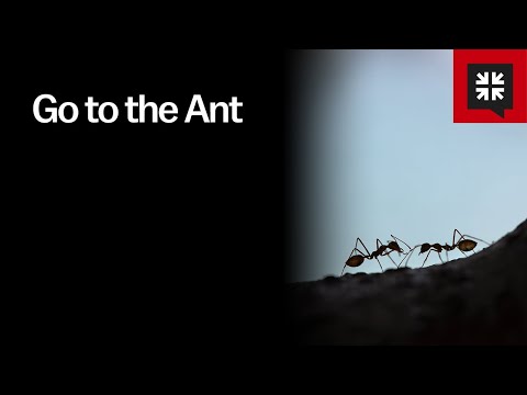 Go to the Ant