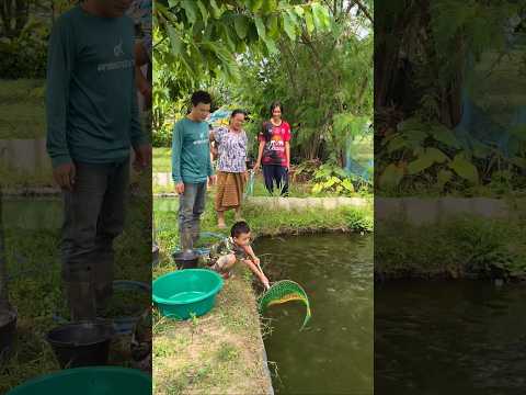 น้องไวท์ตักปลาเข็งให้ย่าไปปิ้ง #ธรรมชาติ #วิถีชีวิตคนอีสาน #เลี้ยงปลาในคลองไส้ไก่ #nature #canal