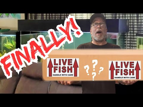 Amazing Fish Surprise! Join us for an Amazing Fish Surprise! Get ready to dive into the fascinating world of tropical fish 
