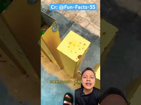 GURITA JADI BOLA JELLY⁉️ Cr: F@Fun-Facts-55