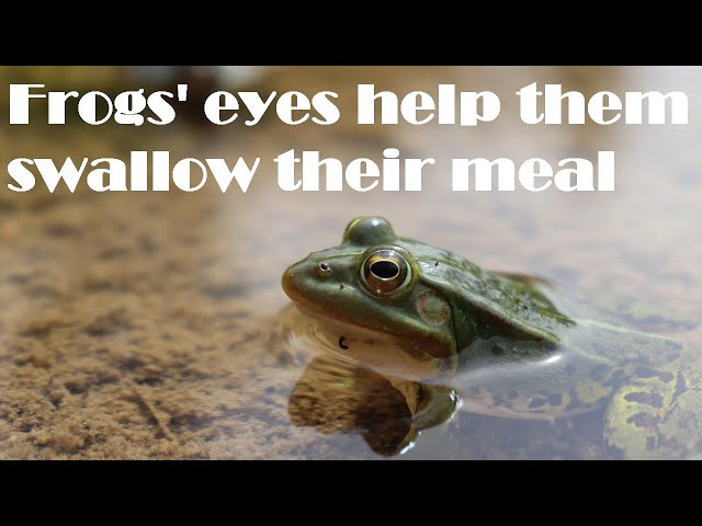 Do Frogs Have Eyelids?