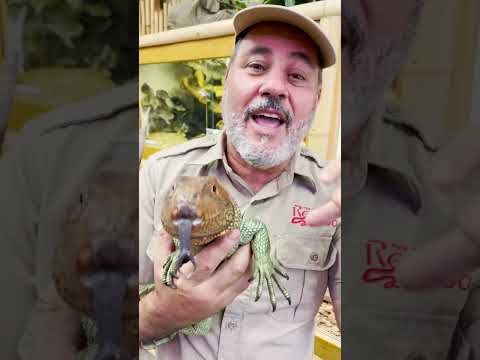 All you need to know about Caiman Lizards🙌 Follow Me Here!!

Meet Me Here_ https_//linktr.ee/thereptilezoo
Facebook_ https_//www.facebook.com/p
