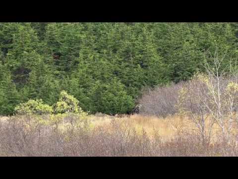 GRIZZLY BEAR BURIES MOOSE CARCASS | 4K