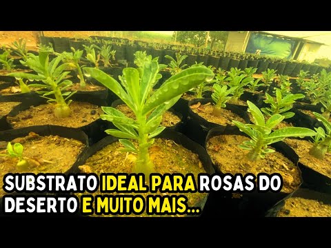 SEGREDO DA PRODUÇÃO DAS MUDAS DE ROSAS DO DESERTO