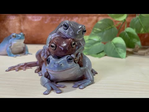 なぜカエルは重なるのか         Why do frogs overlap?