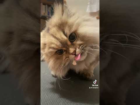 Dental Care 歯磨きガムが歯に挟まったペコ様！ #shorts