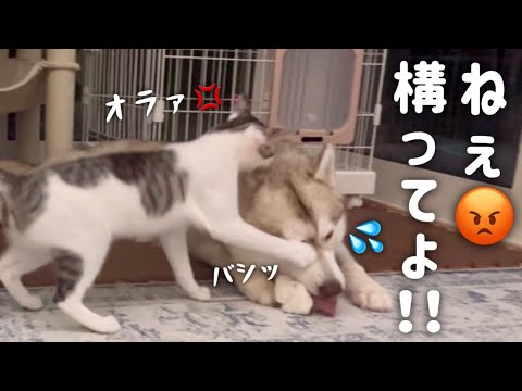 ハスキーに構ってもらえなくて子猫が痺れを切らしました…