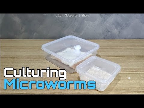 Culturing Microworms [Tutorial] Hi Guys,

Welcome back to for another video at my Channel.

In today's video, I will show you how i 
