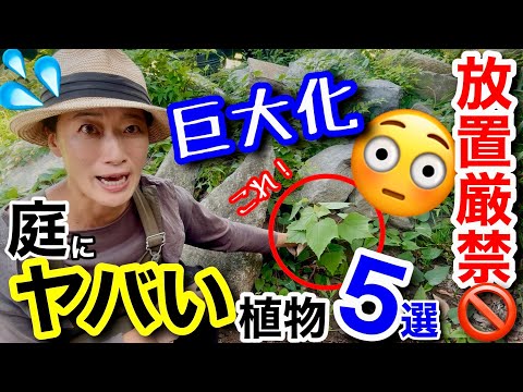 【要注意⚠️】庭に勝手に生えて巨大化する植物5選😳放置すると大変なことに…/ 抜いても生えてくる、種で庭に侵入、可愛くて育ててたら樹高10mに/ 成長する夏に庭をチェックすべし‼️【ガーデニング】