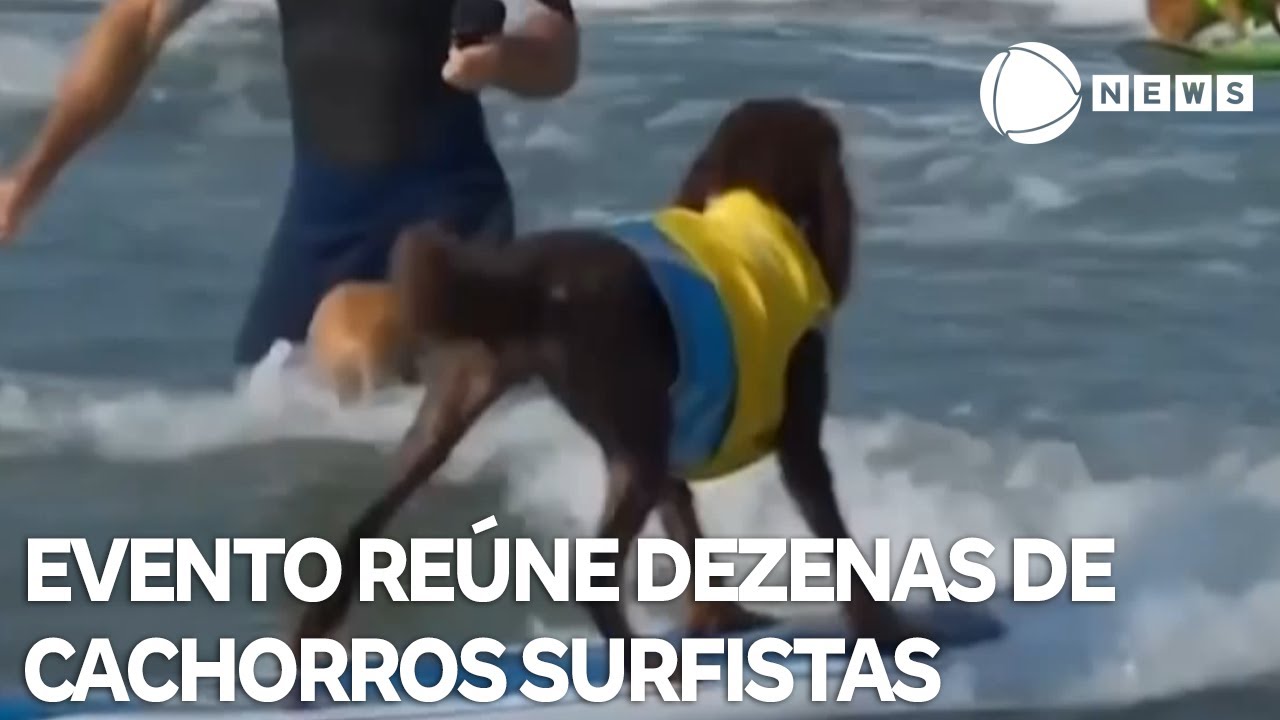 Evento reúne dezenas de cachorros surfistas e seus tutores