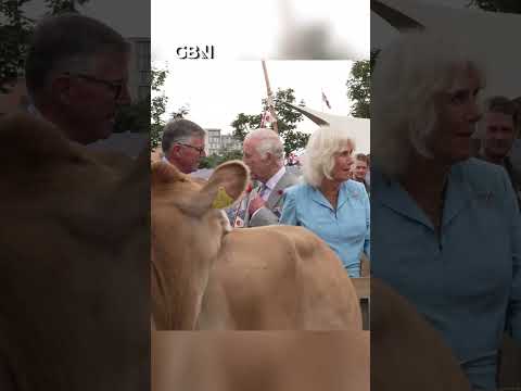 King Charles and Queen Camilla left REDFACED after AWKWARD cow engagement