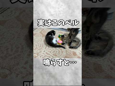 子猫がこのベル鳴らすと‥即終了。