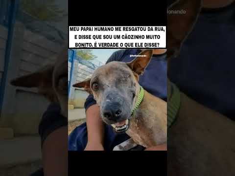 Seu dono resolveu tirar uma foto pra guardar esse momento feliz entre ele e o doguinho