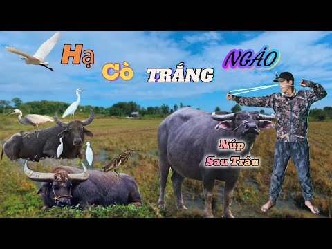 Ná Cao Su Đi Săn Dạo Bắn Cò Đi Theo Trâu Mỏi Tay _ Đụng Độ Những Con Cò BÉO Ú || SangSlingShot