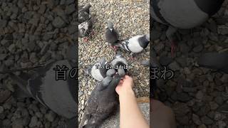 とあるアーティストの、名古屋散策 #shorts #vlog #鳩 #music