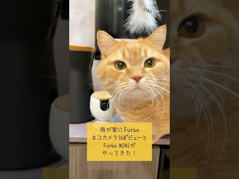 猫の動画サムネイル - 愛猫を見守るペットカメラ「Furbo」が凄すぎる！！