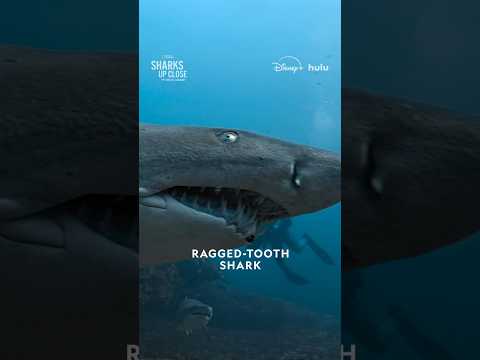 South Africa’s Aliwal Shoal isn’t just home to sharks 🦈 #SharksUpClose