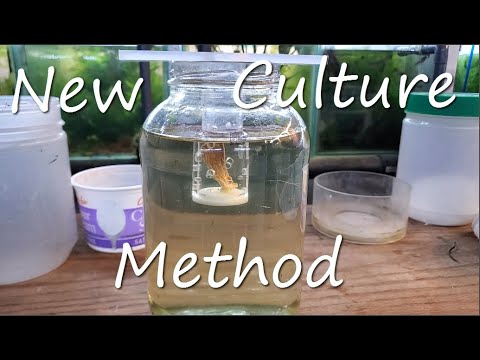 Fish Room Vlog Part 206 This week I'm trying out a new (to me) method for culturing paramecia. I'm trying to cut down on the