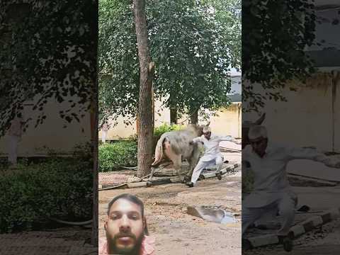 #cow #animals #bull #funny #comedy #music #dance #song #baffalo